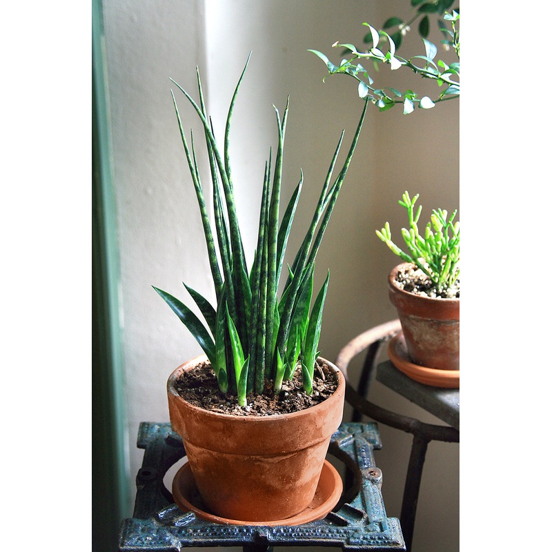 Sansevieria Fernwood Mikado (Sansevieria hybrid)