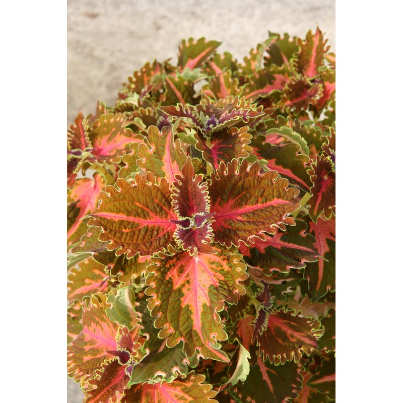 Coleus Kentish Fire