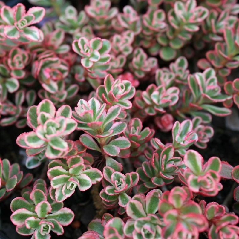 Sedum spurium ‘Tricolor’ Stonecrop