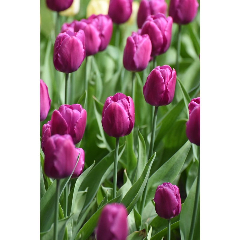 Tulip Purple Prince|10 Bulbs – (0.85 per bulb)|30 Bulbs – (0.80 per bulb)|50 Bulbs – (0.75 per bulb)