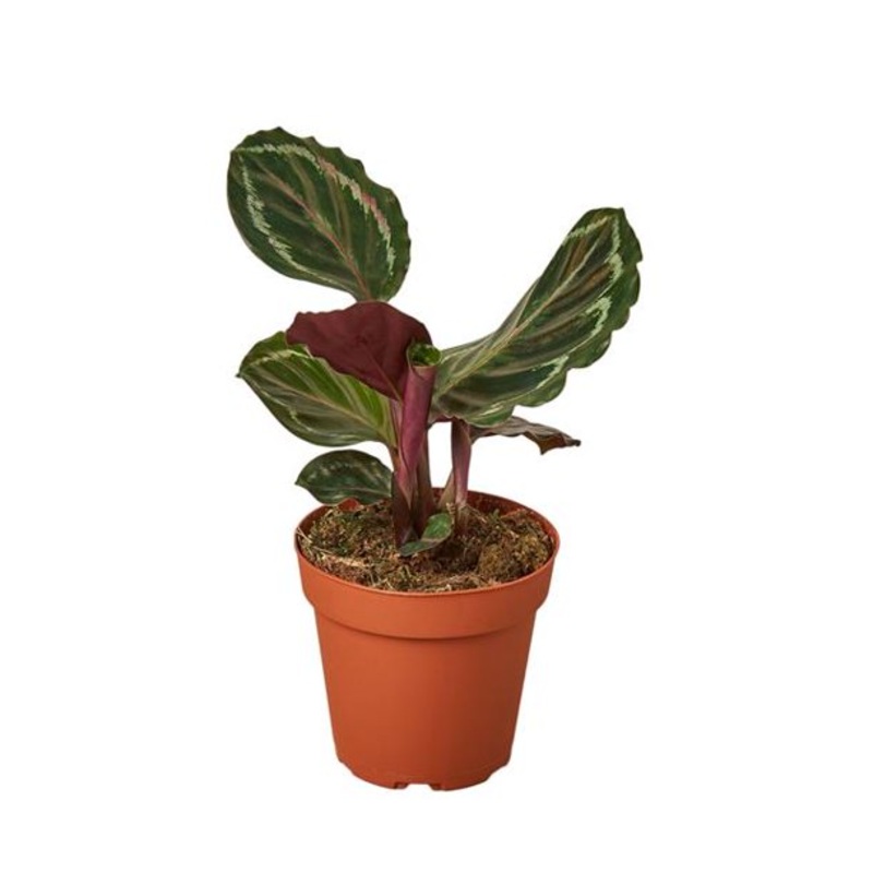 Calathea Medallion Plant 4Inches Pot Calathea Roseopicta Plant Calathea Veitchiana Plant Indoor Live Plant Premium Pr7Ht7
