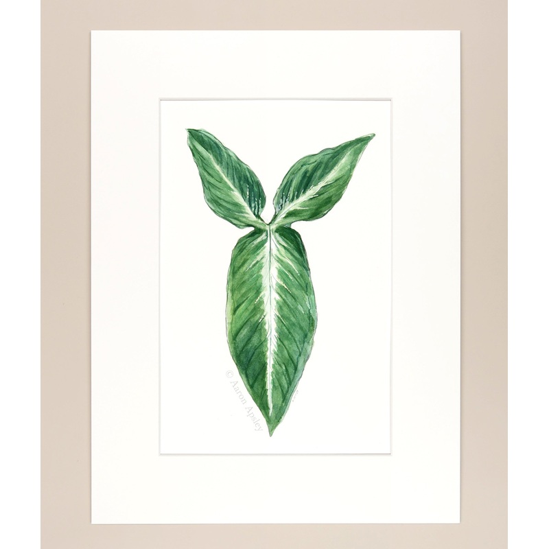 Syngonium wendlandii – Original Watercolor