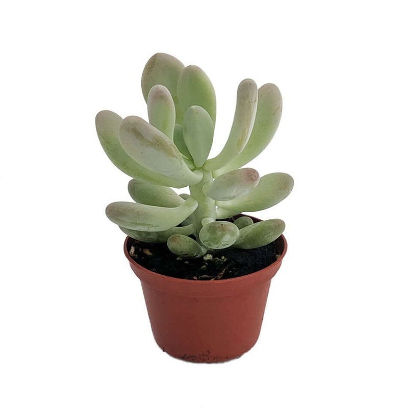 Echeveria Pachyveria Blue Plant Sedeveria Blue Mist 4Inches Pot Li Live Plant Succulent Drought Tolerant Ht7