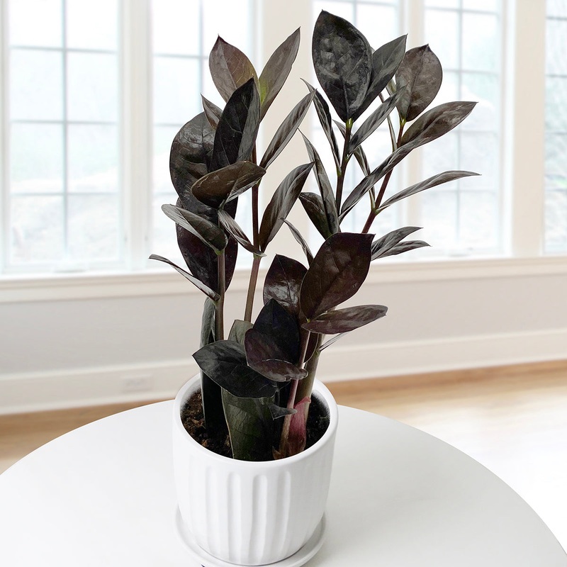 Black ZZ Plant (Zamioculcas zamiifolia Oscura)