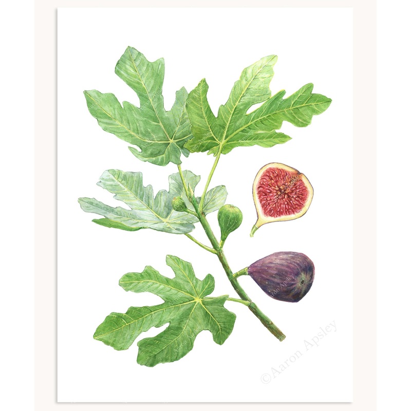 Ficus carica Print|8″x10″|11″x14″|12″x16″