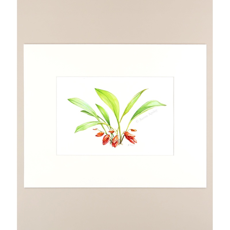 Pleurothallis fulgens – Original Watercolor