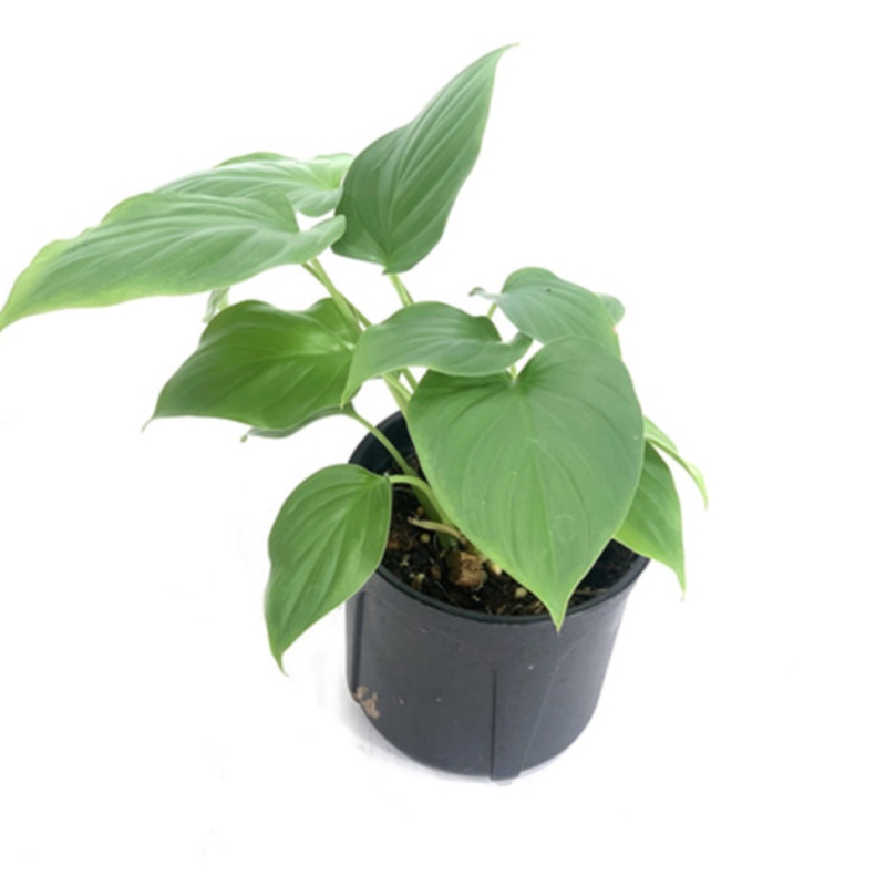 Homalomena Plant 4Inches Queen of Hearts Shield Plant Emerald Gem Houseplant Live Plant Ht7
