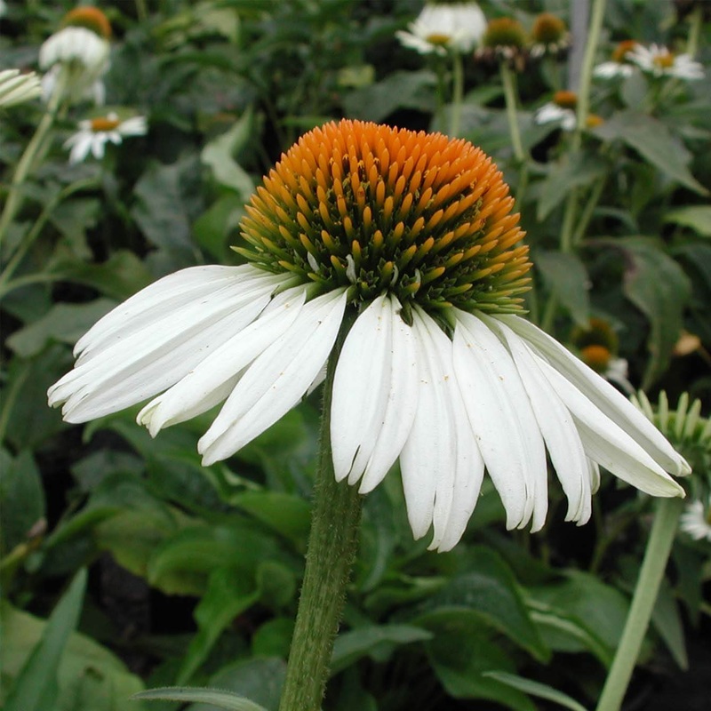 Echinacea ‘White Swan’ Coneflower