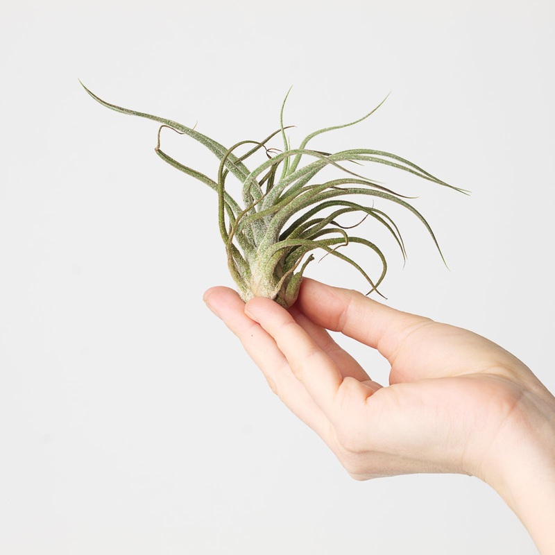 Tillandsia pruinosa | Fuzzy Wuzzy Air Plant