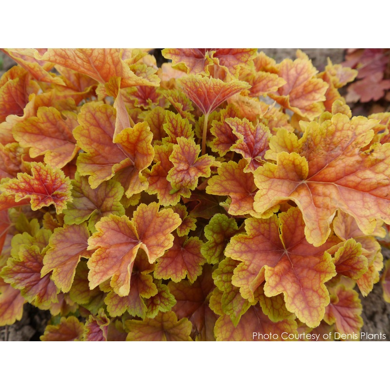 Heuchera ‘Happy Flames’ Coral Bells