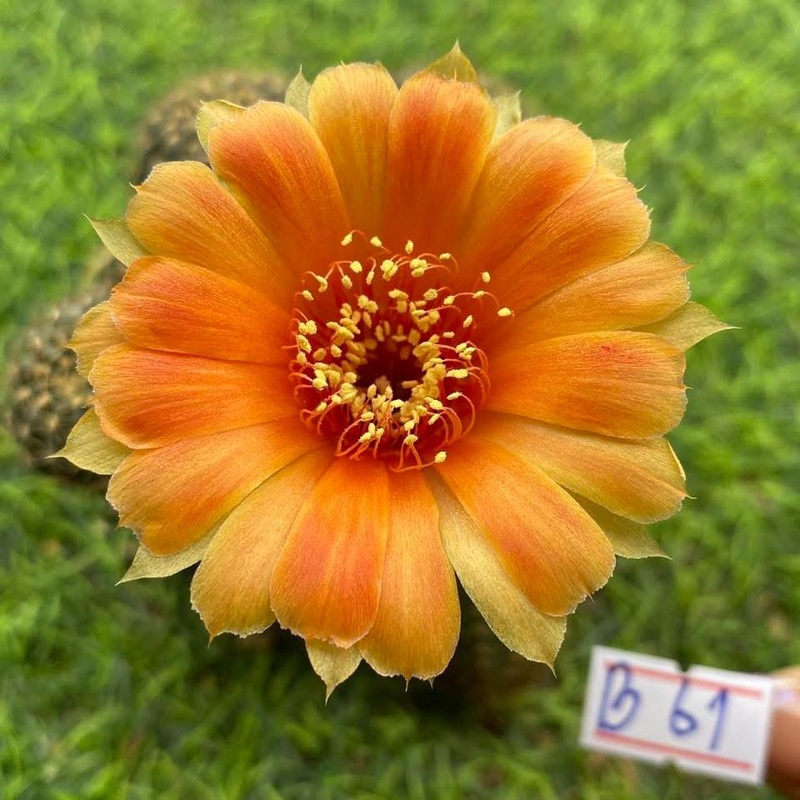 Lobivia Galara Bloom