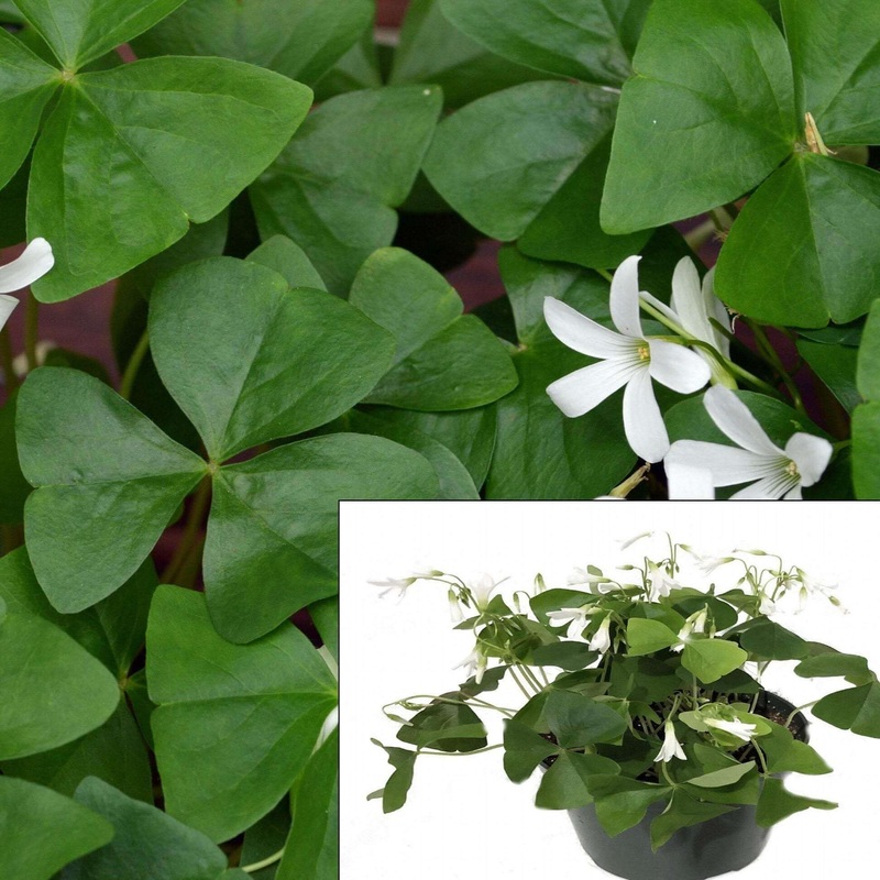Green Shamrock Wood Sorrel 1 Gallon Pot Plant Oxalis Acetosella Wood Sorrel Common Woo Live Plant Pr7Ht7